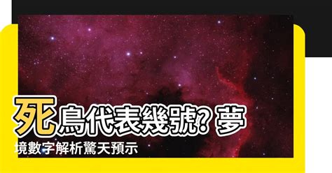 死鳥代表幾號|夢到鳥幾號